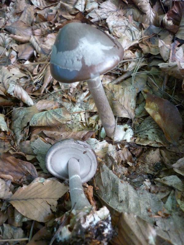 Amanita porphyria