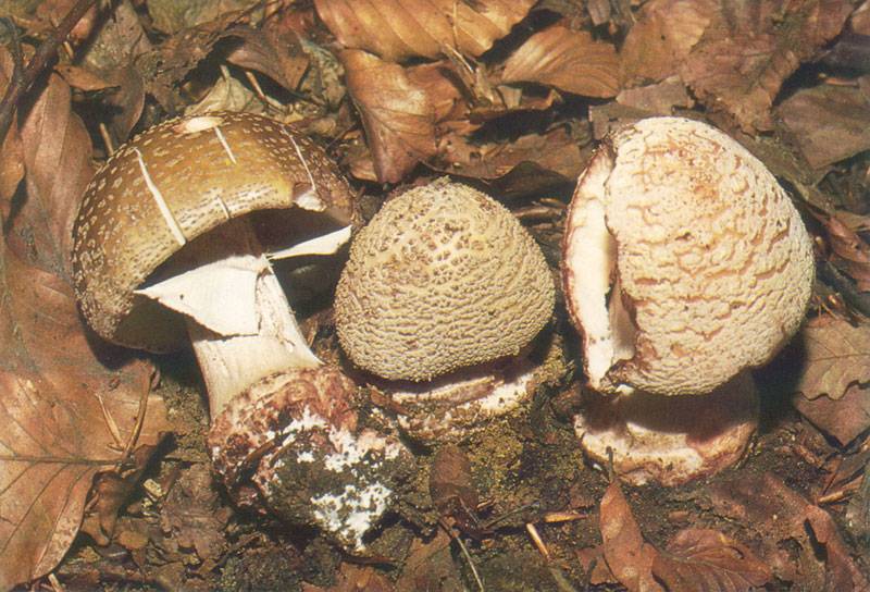 Amanita rubescens