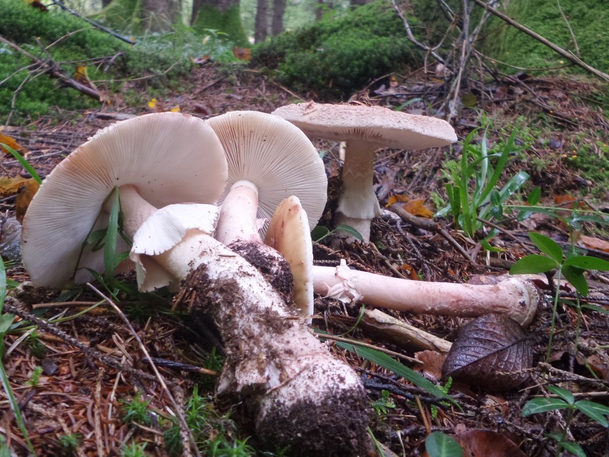 Amanita rubescens