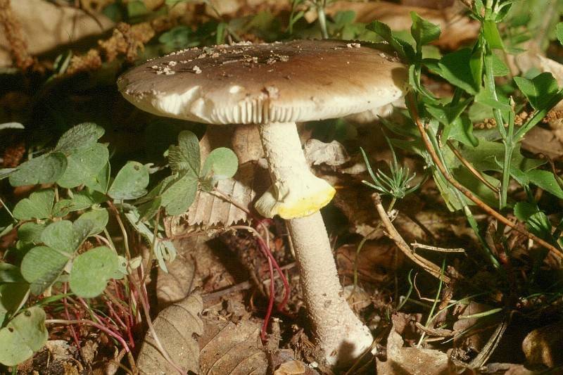 Amanita rubescens