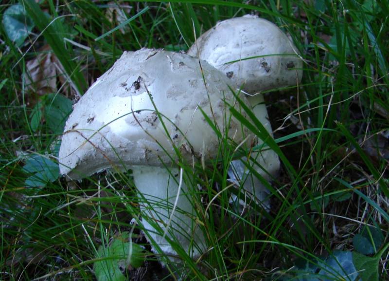 Amanita strobiliformis