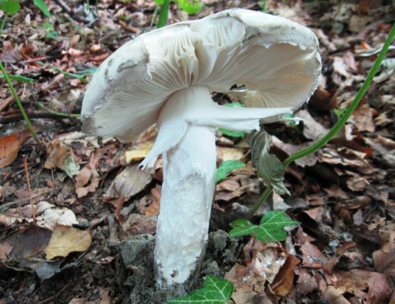 Amanita strobiliformis