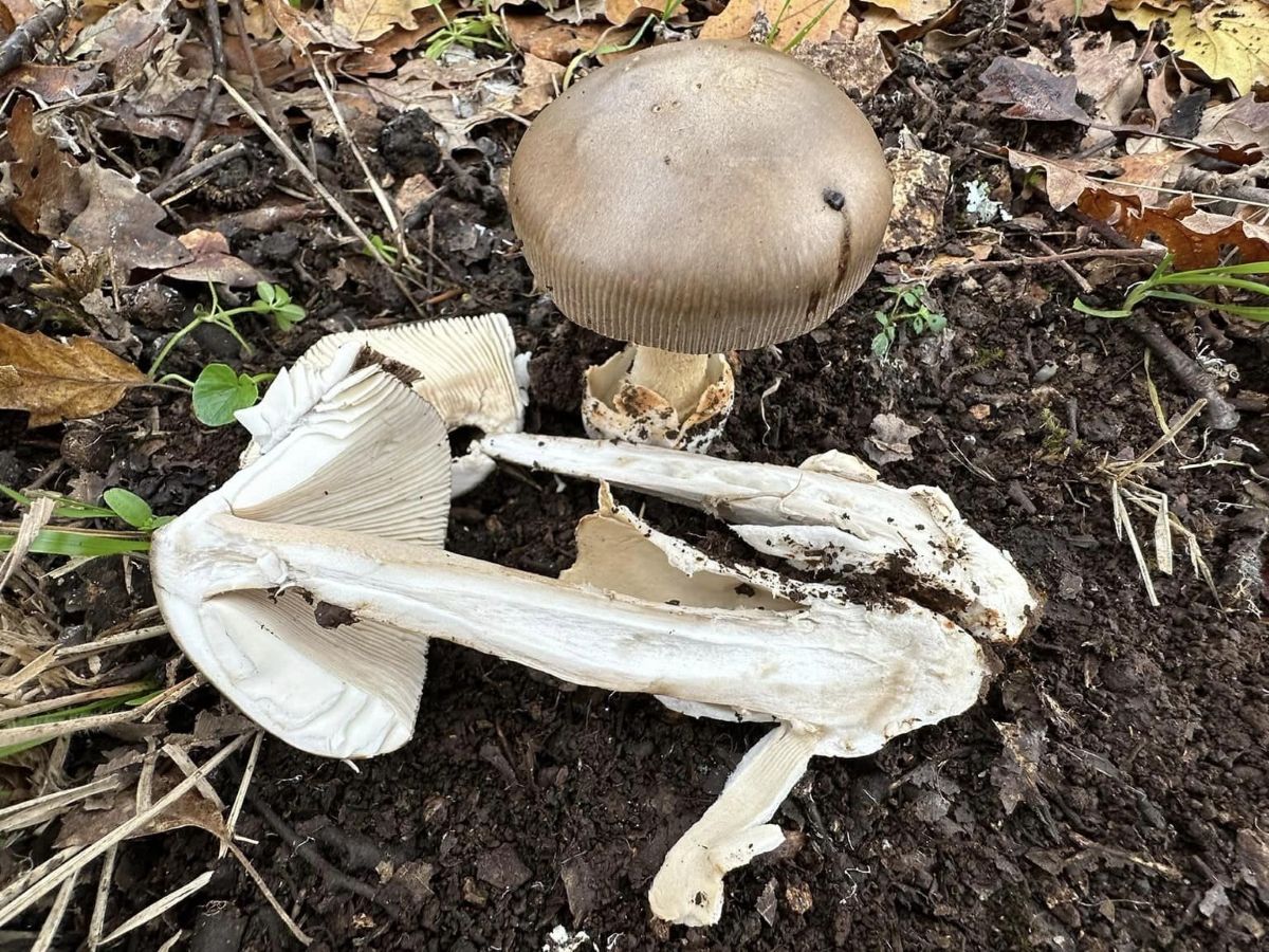 Amanita submembranacea