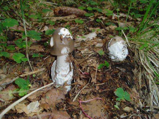 Amanita submembranacea