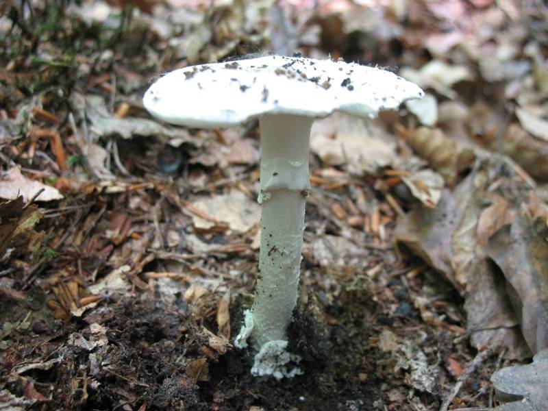 Amanita verna