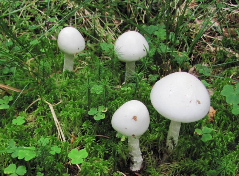 Amanita virosa