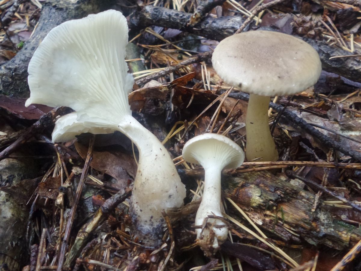 Ampulloclitocybe clavipes