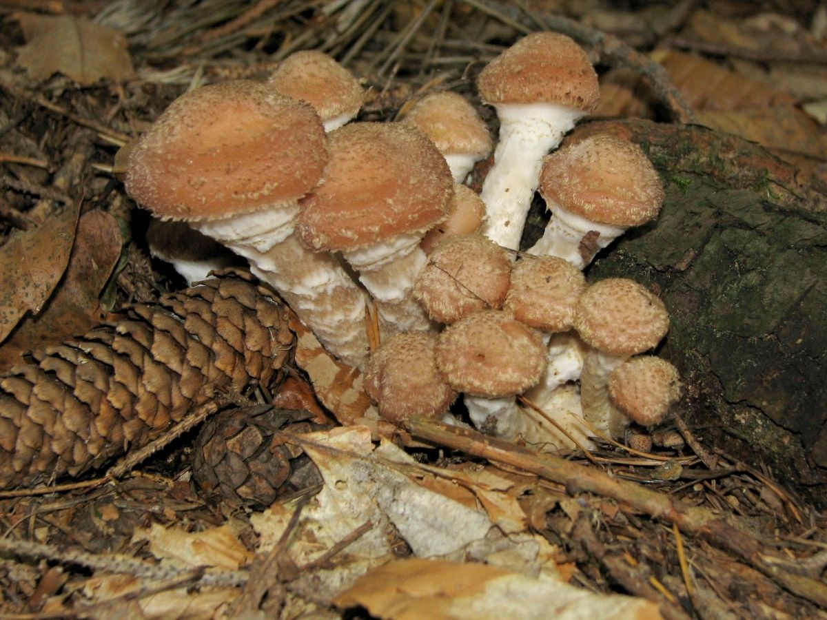 Armillaria borealis