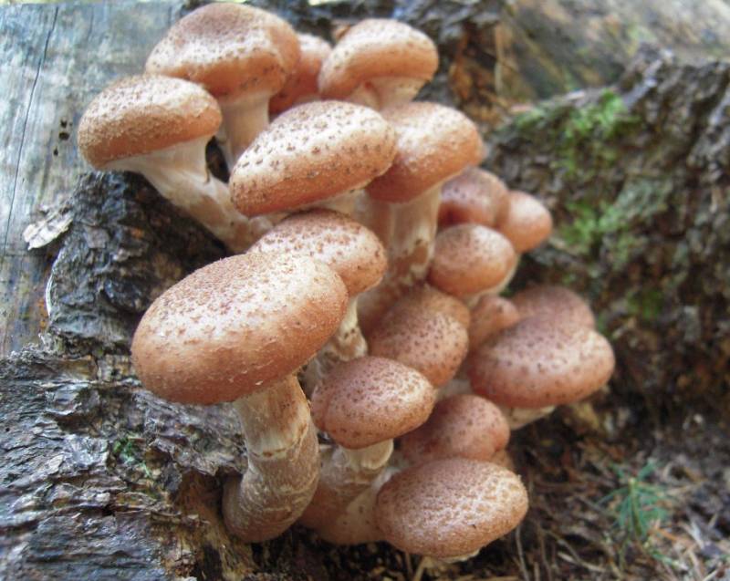 Armillaria borealis