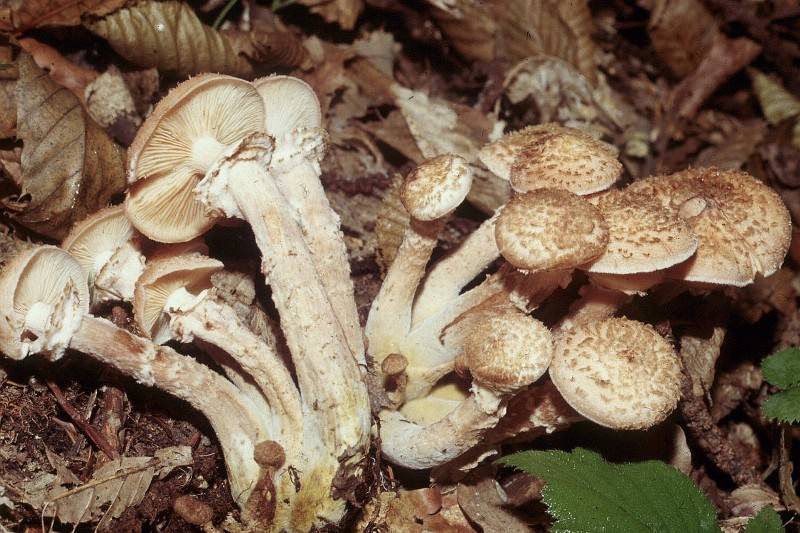 Armillaria cepistipes