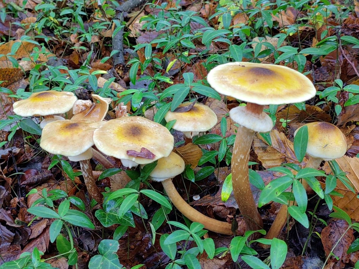 Armillaria mellea