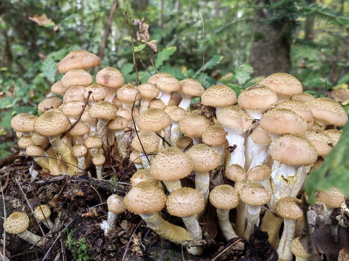 Armillaria mellea