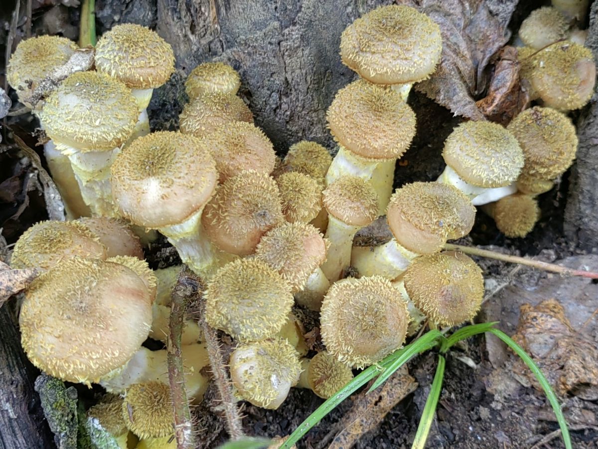 Armillaria mellea