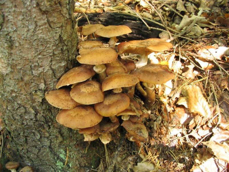 Armillaria mellea