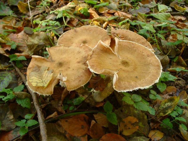 Armillaria mellea