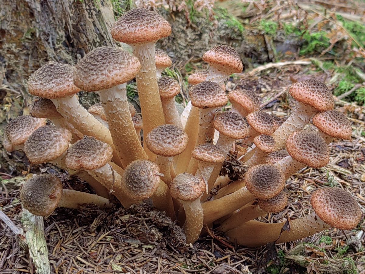 Armillaria ostoyae