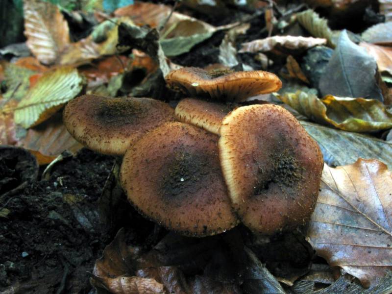 Armillaria ostoyae