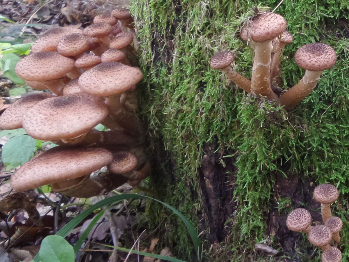 Armillaria ostoyae