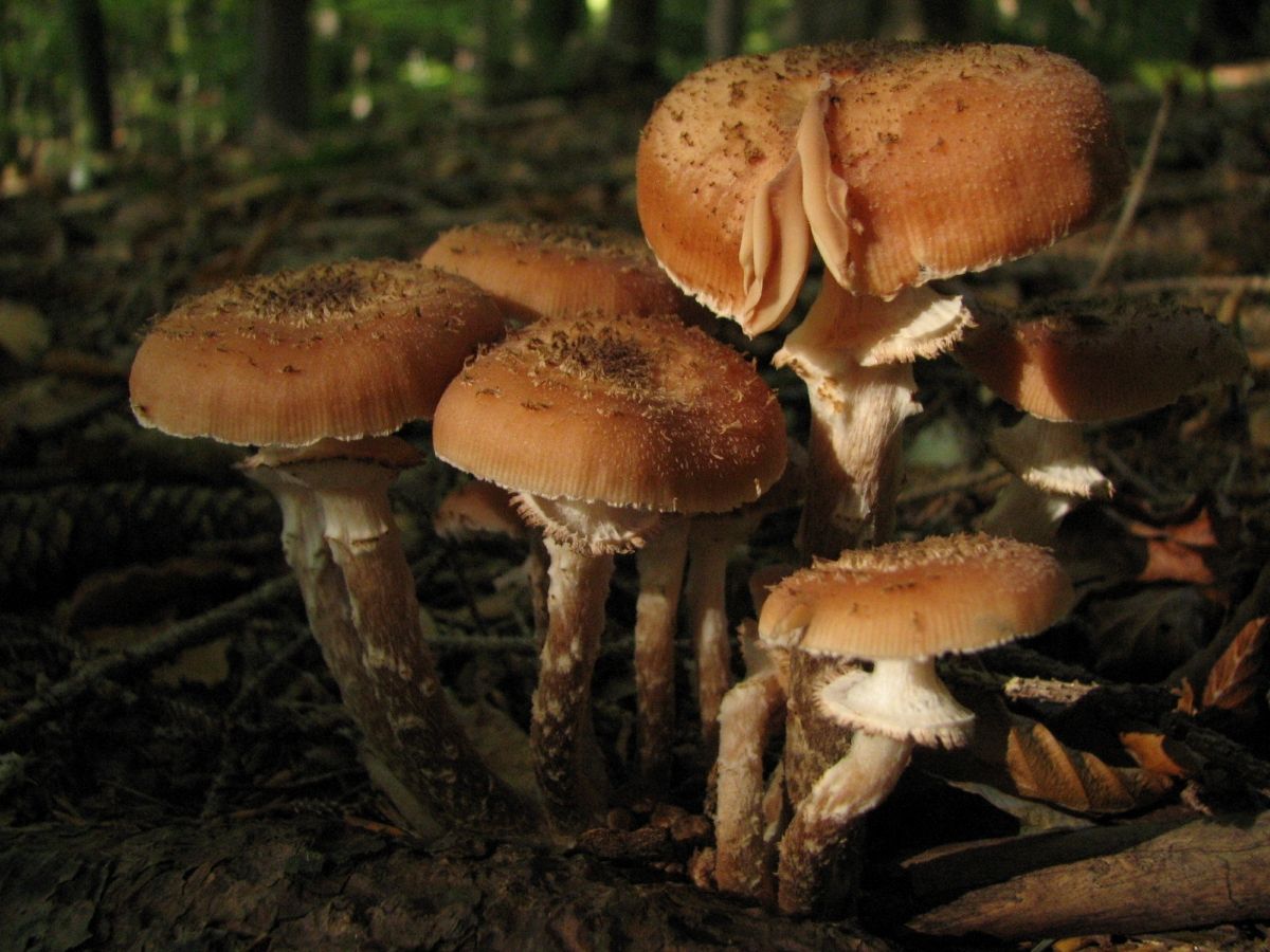 Armillaria ostoyae