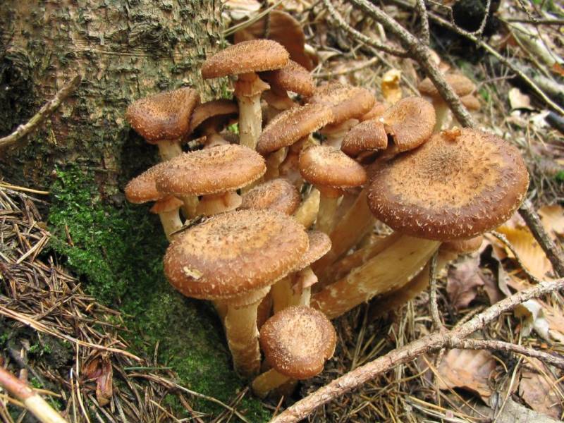 Armillaria ostoyae