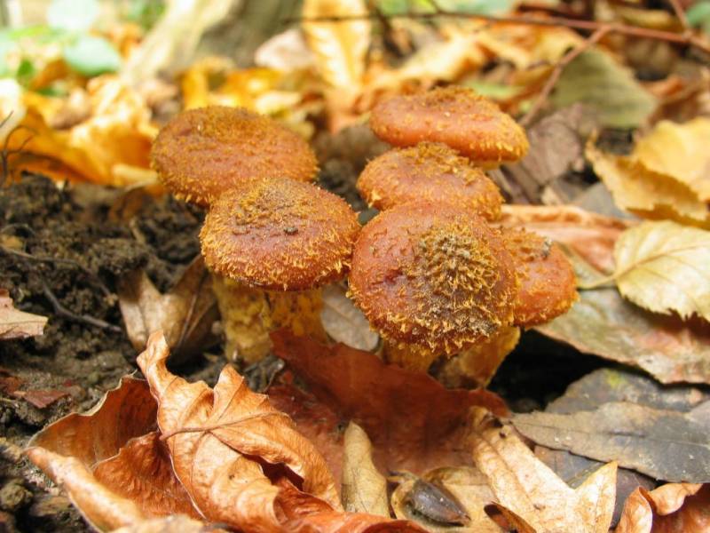 Armillaria ostoyae