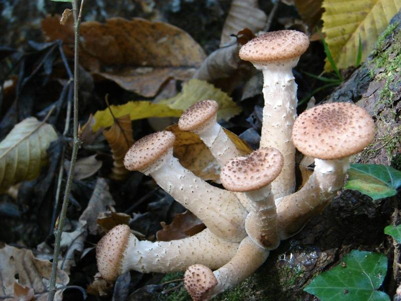 Armillaria ostoyae