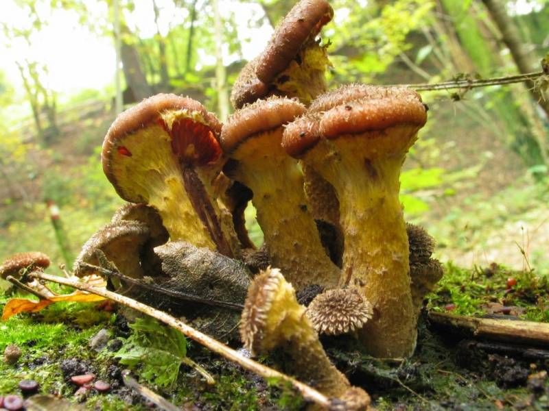 Armillaria ostoyae