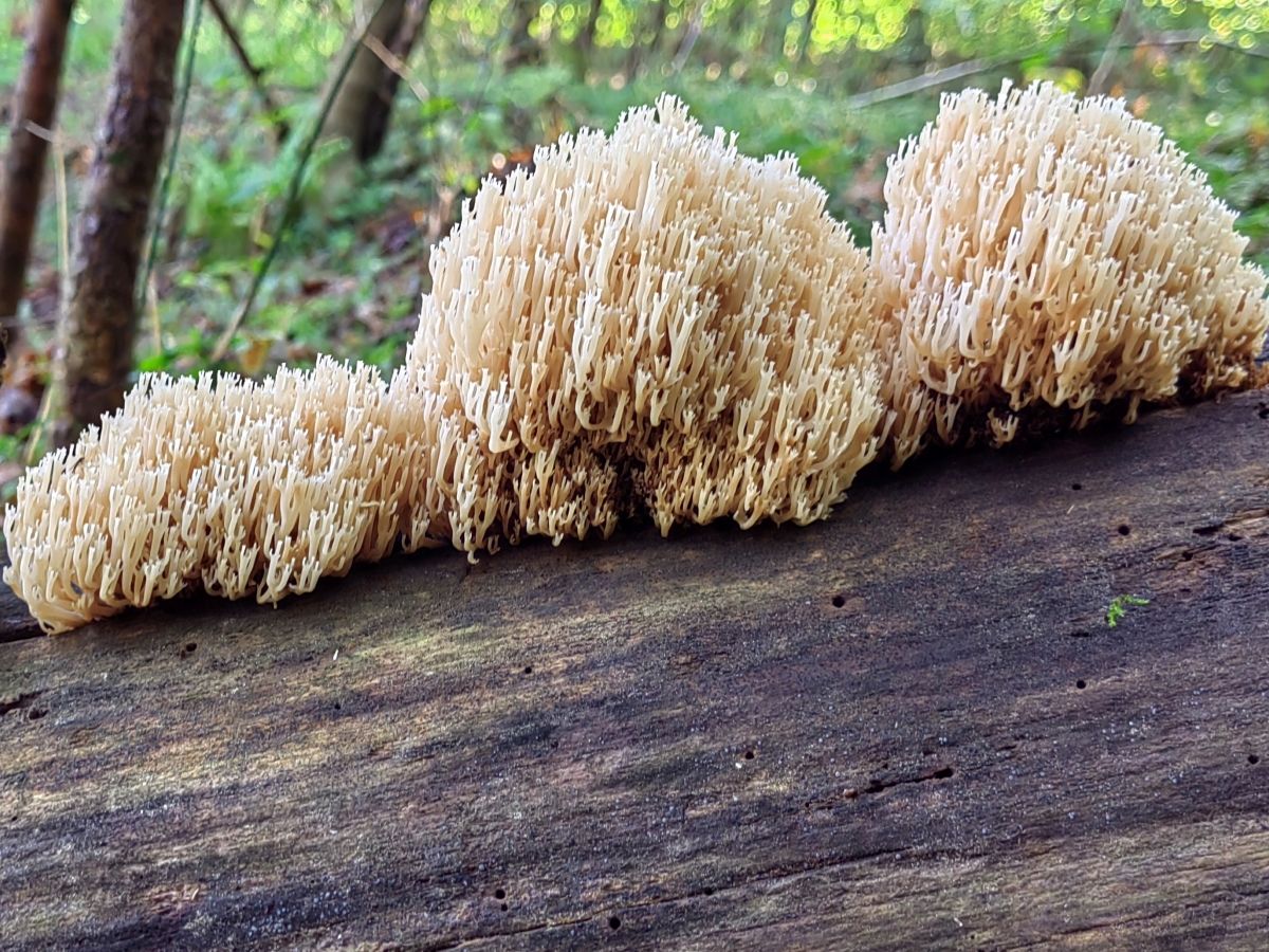 Artomyces pyxidatus