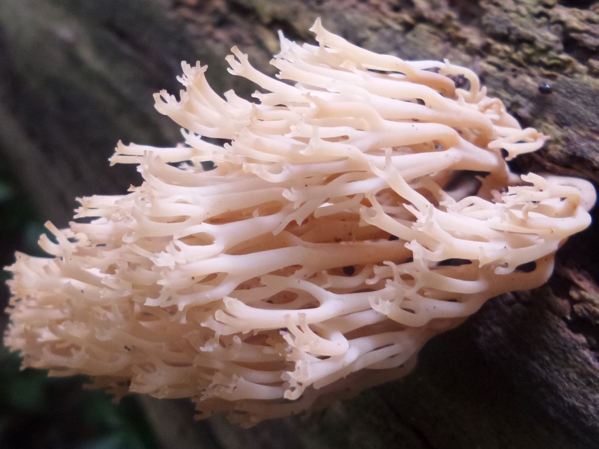 Artomyces pyxidatus