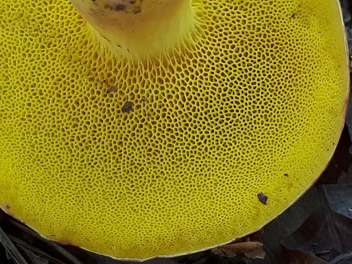 Aureoboletus gentilis