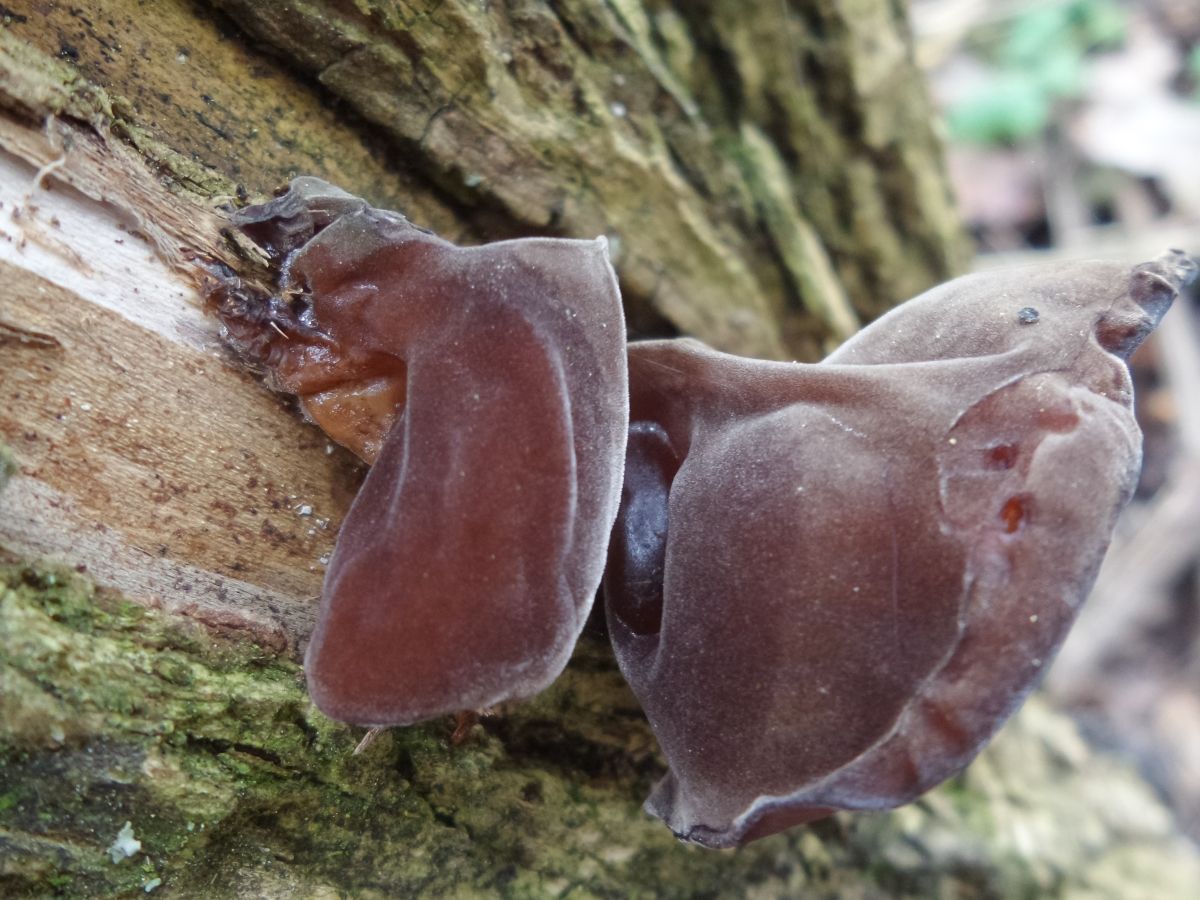 Auricularia auricula-judae