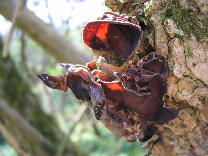 Auricularia auricula-judae