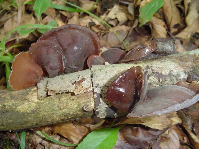 Auricularia auricula-judae