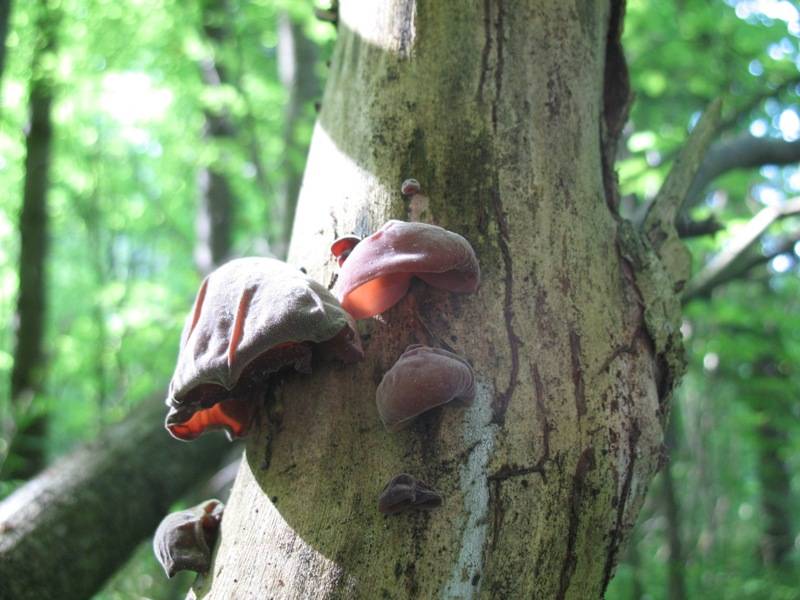 Auricularia auricula-judae