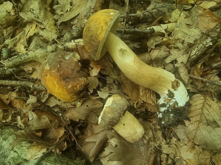 Boletus aereus