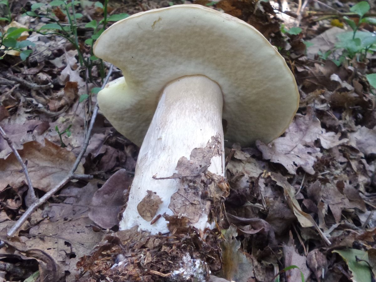 Boletus edulis