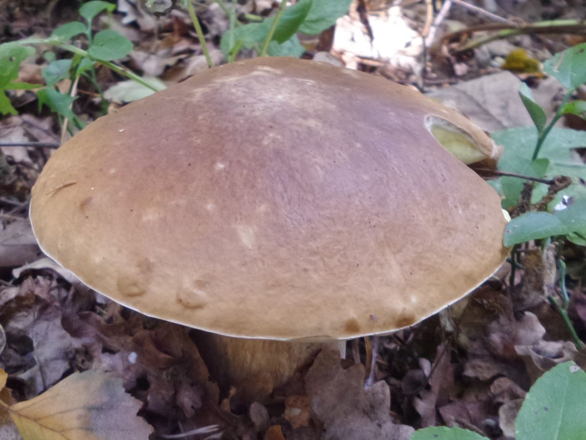 Boletus edulis