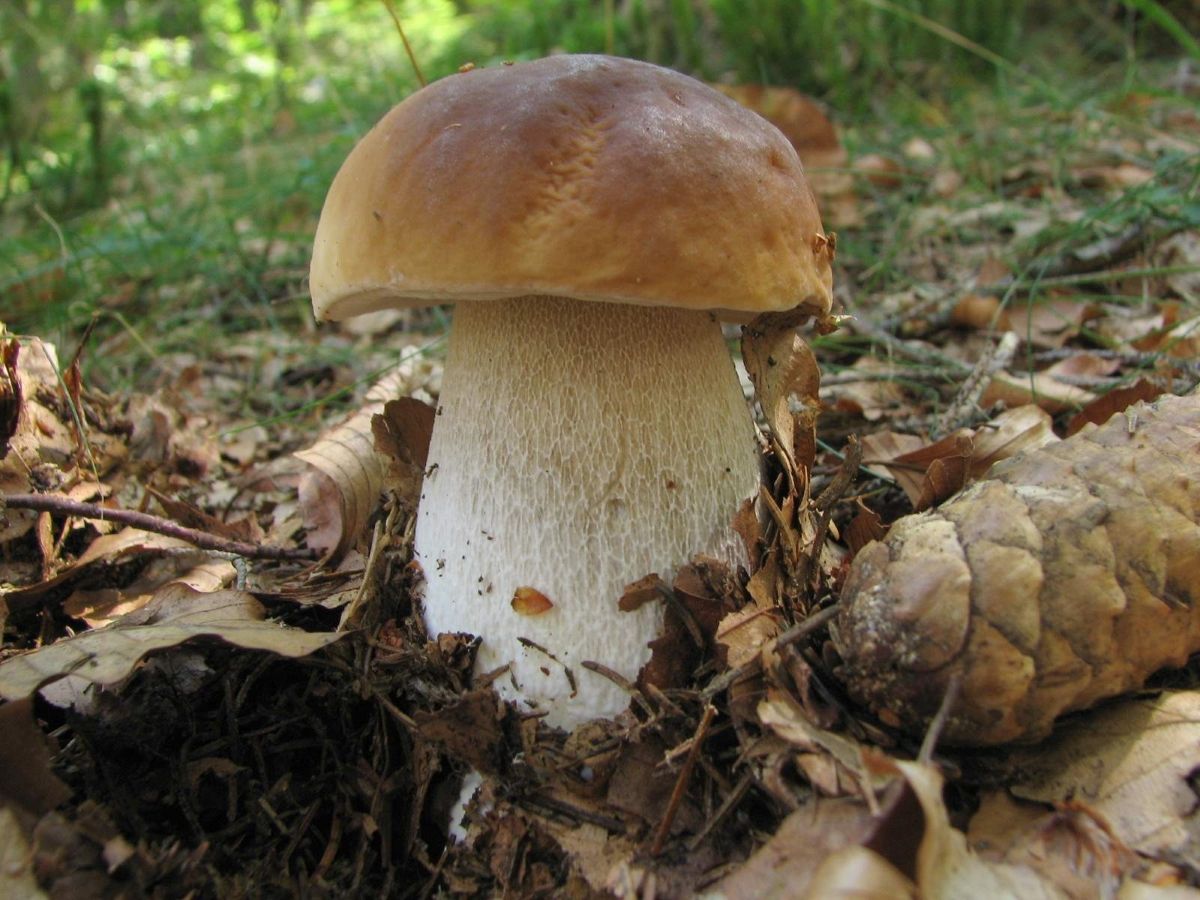 Boletus edulis