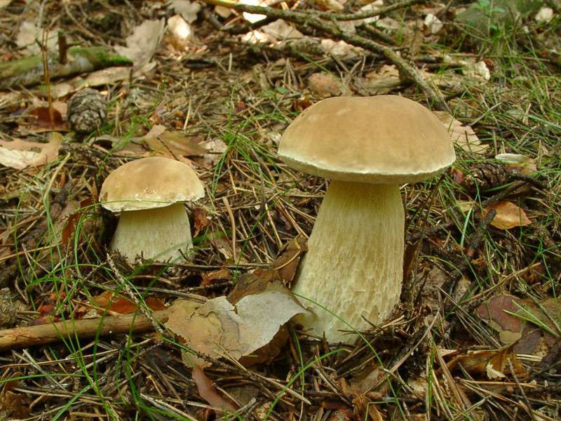 Boletus edulis