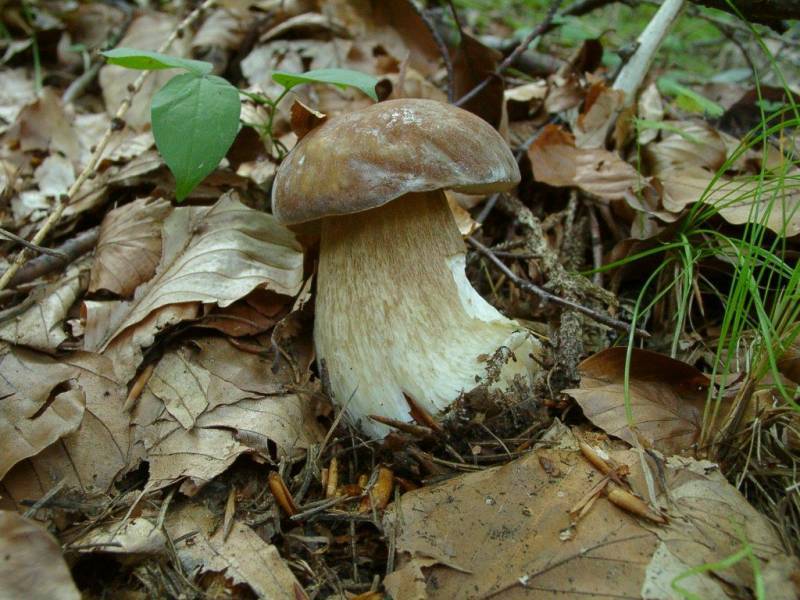 Boletus reticulatus