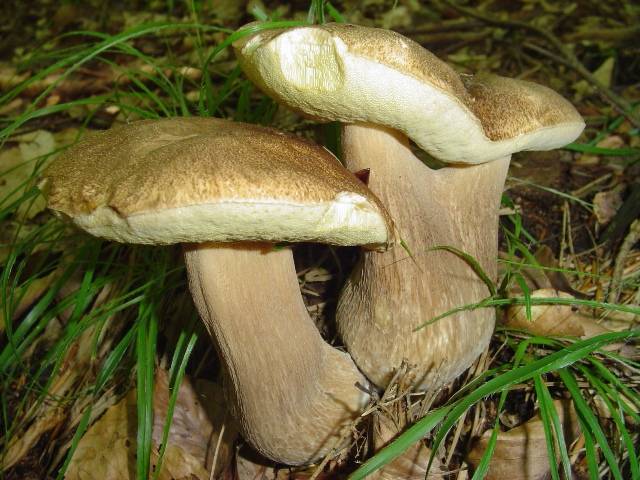 Boletus reticulatus