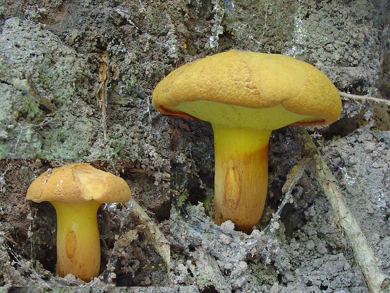 Buchwaldoboletus lignicola