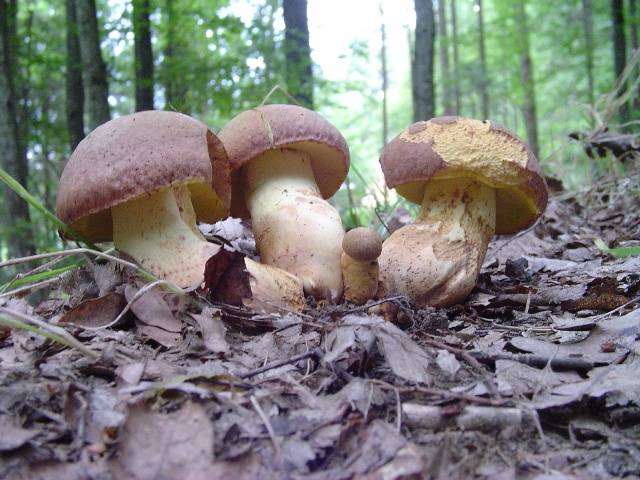 Butyriboletus appendiculatus