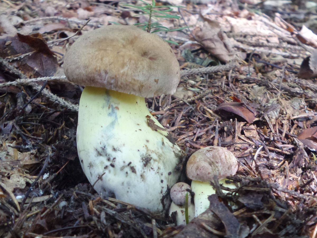 Butyriboletus appendiculatus