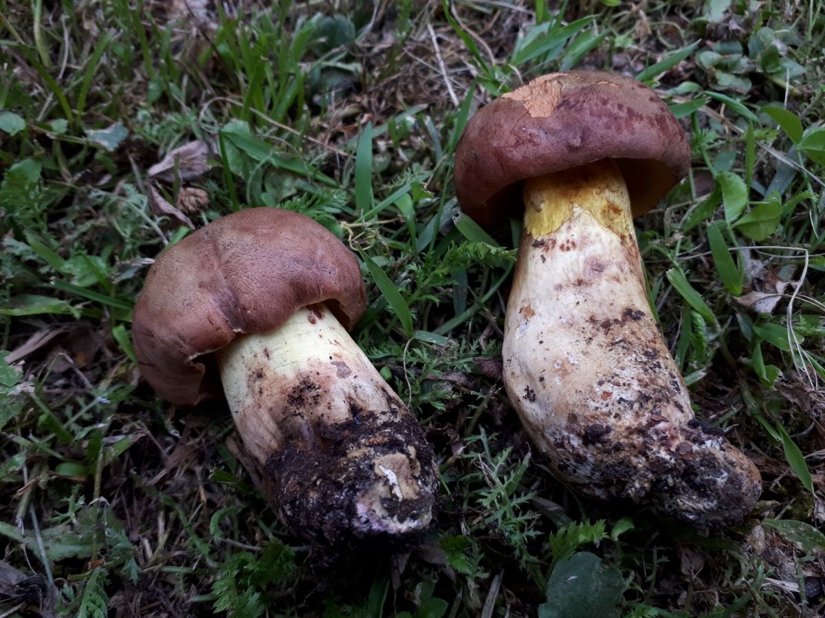 Butyriboletus appendiculatus