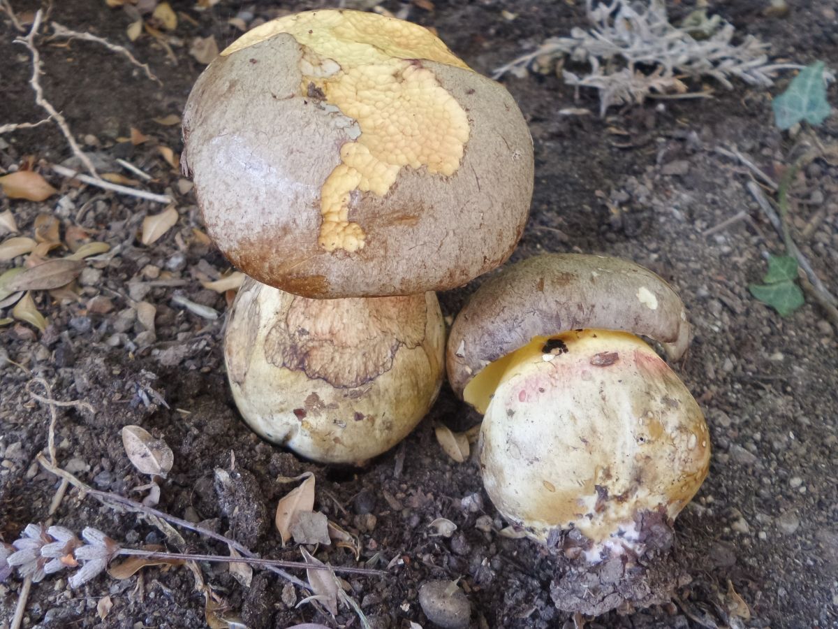 Butyriboletus appendiculatus