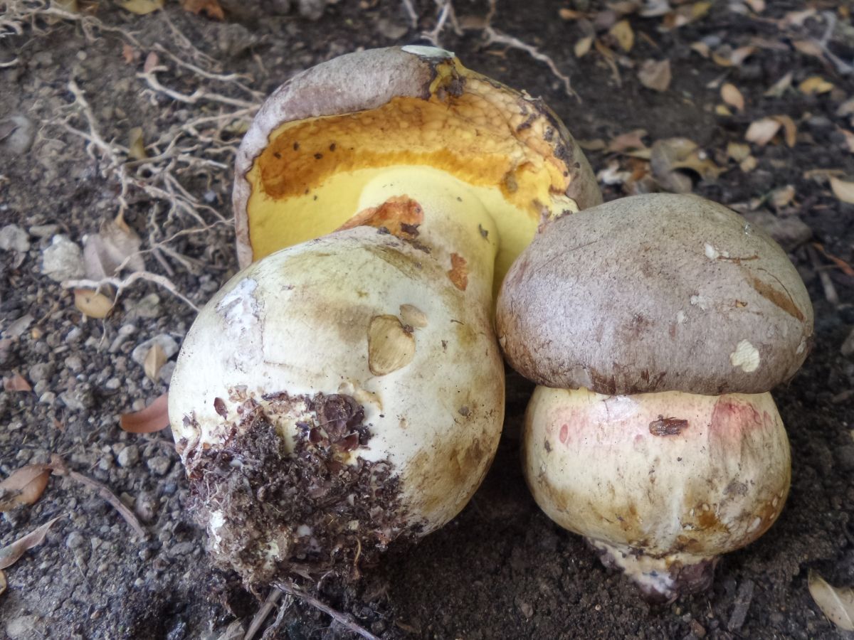 Butyriboletus appendiculatus