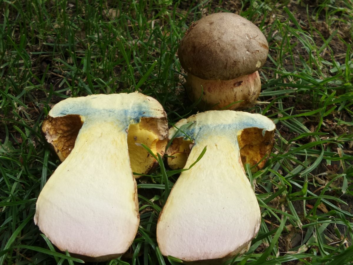 Butyriboletus appendiculatus