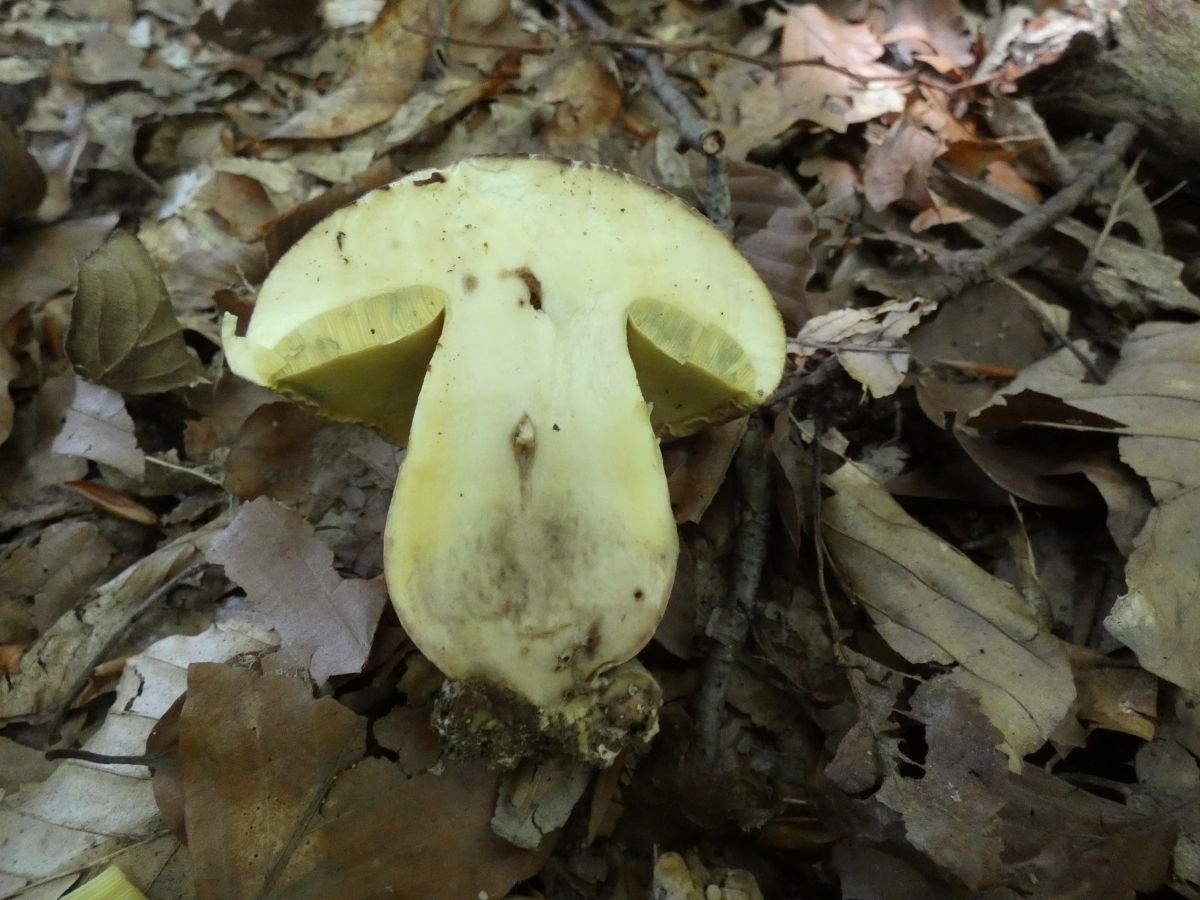 Butyriboletus appendiculatus