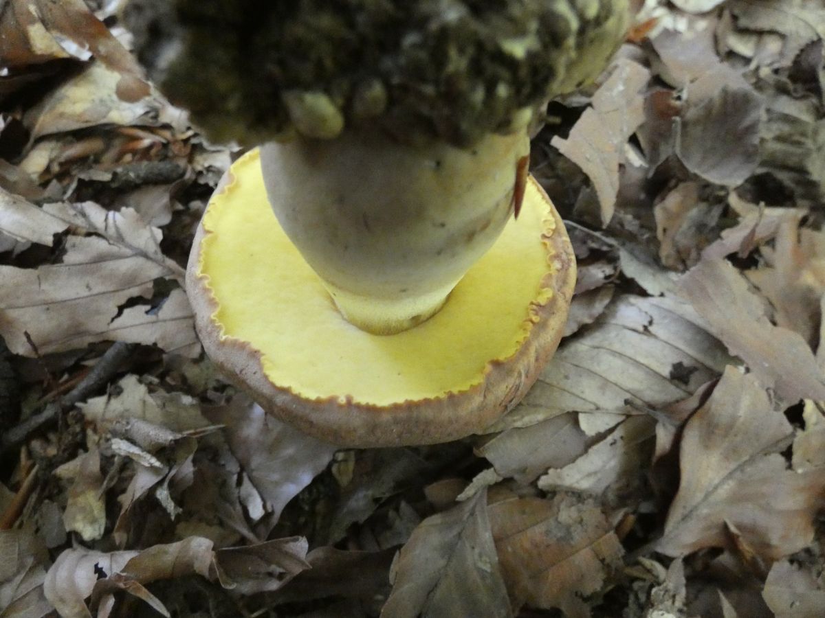 Butyriboletus appendiculatus